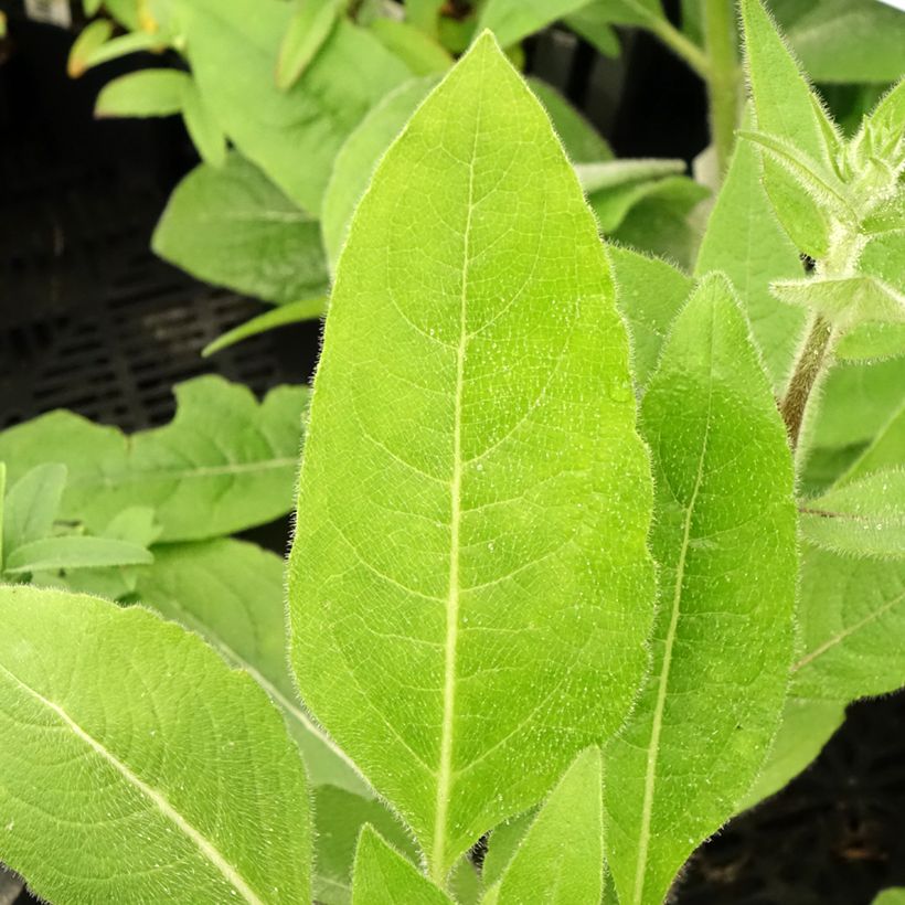 Silphium mohrii (Follaje)