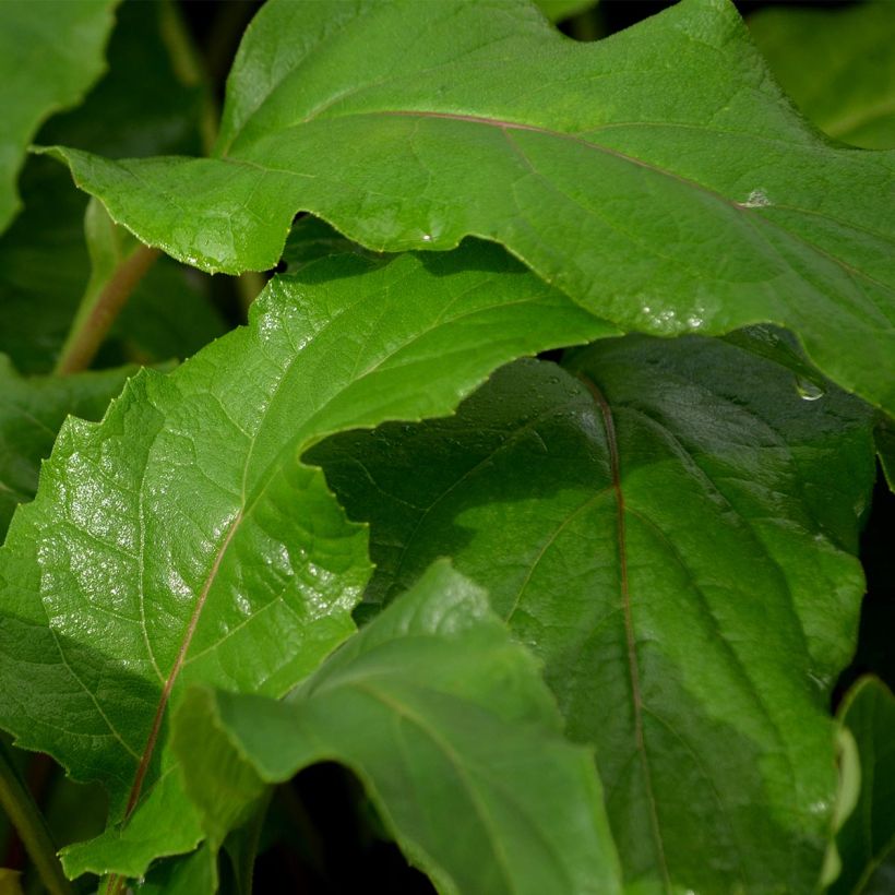 Silphium perfoliatum (Follaje)