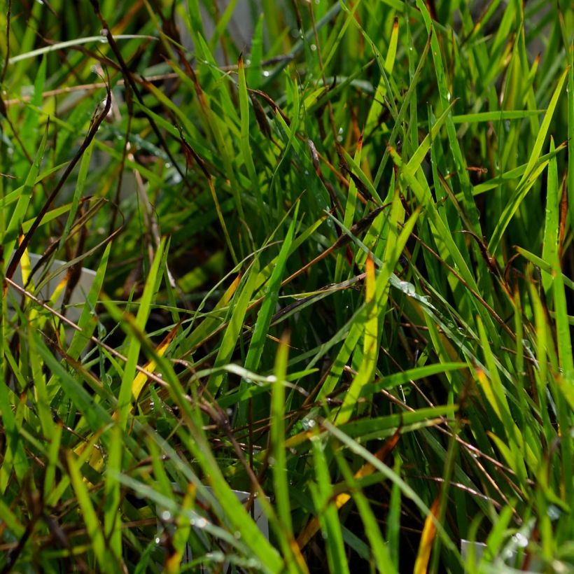 Sisyrinchium bellum - Ojo azul (Follaje)