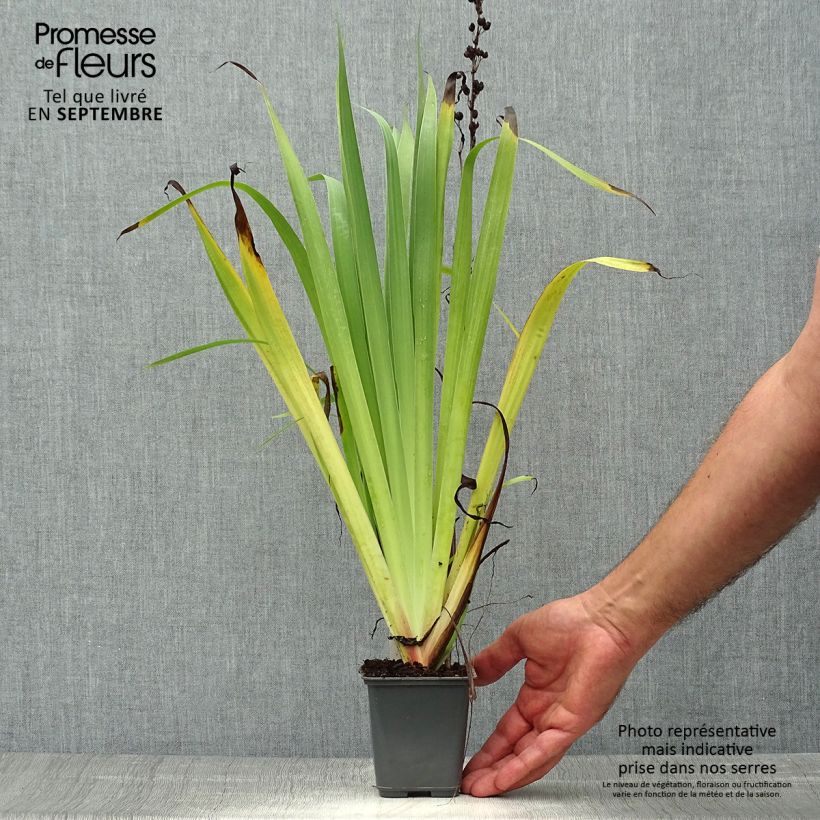 Ejemplar de Sisyrinchium striatum Aunt May - Bermudienne  panachée Godet de 8/9 cm entregado en otoño