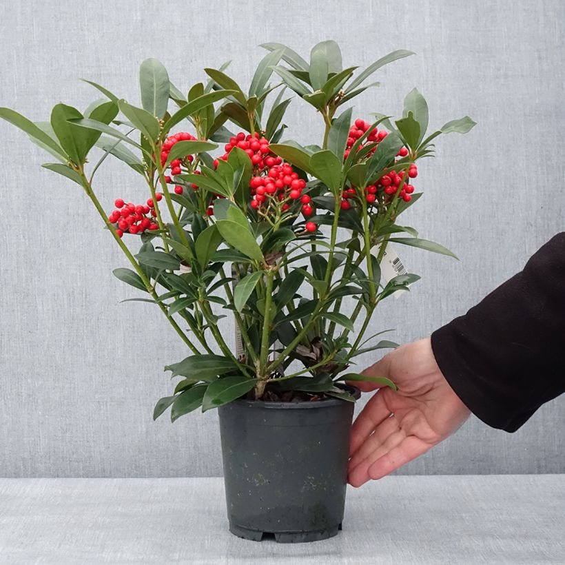 Skimmia japonica Pabella - Esquimia Maceta 2L/3LAltura de entrega aprox. 30/35cm Ejemplar entregado en invierno