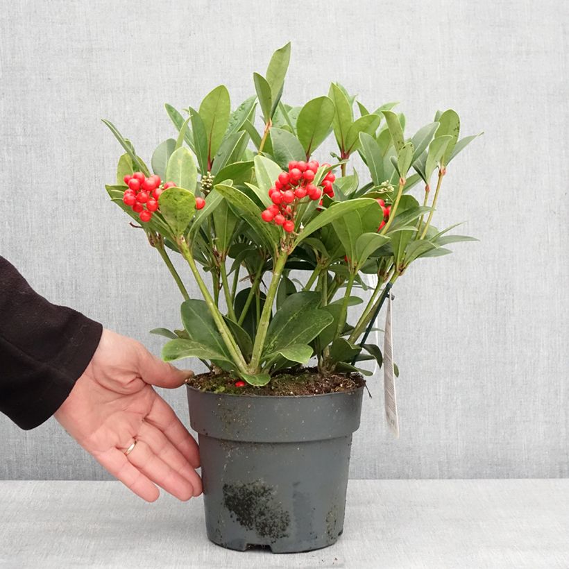 Skimmia japonica Temptation - Esquimia Maceta 2L/3LAltura de entrega aprox. 25/30cm Ejemplar entregado en invierno