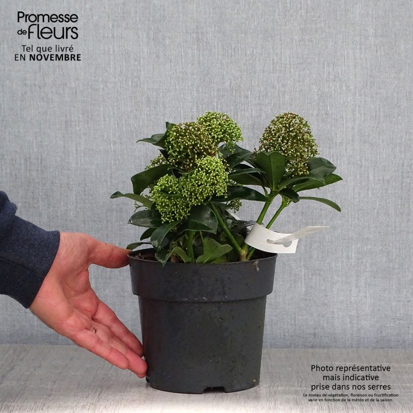 Ejemplar de Skimmia japonica Fragrant Cloud Pot de 2L entregado en otoño