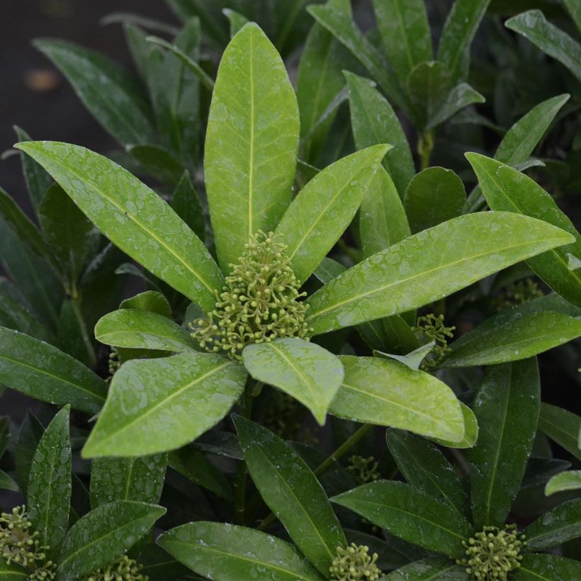 Skimmia japonica Kew Green (Follaje)