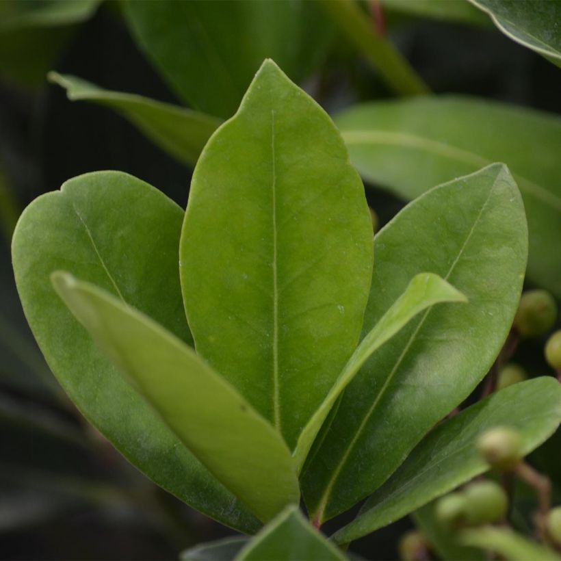 Skimmia japonica Fragrant Cloud - Esquimia (Follaje)