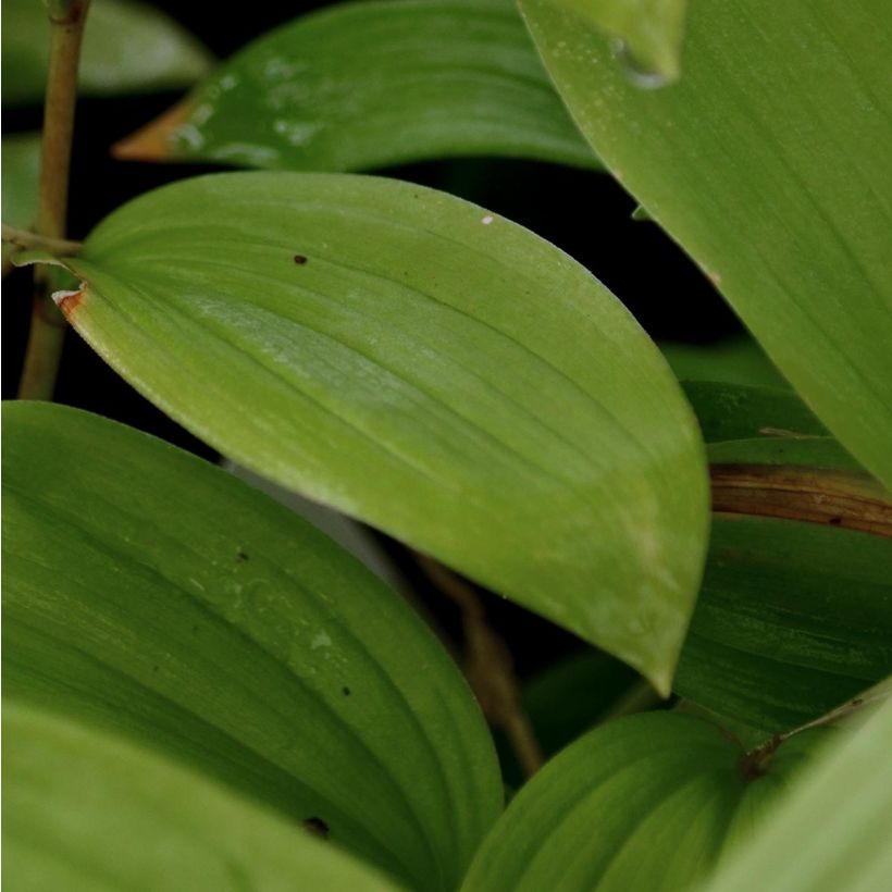 Smilacina racemosum (Follaje)