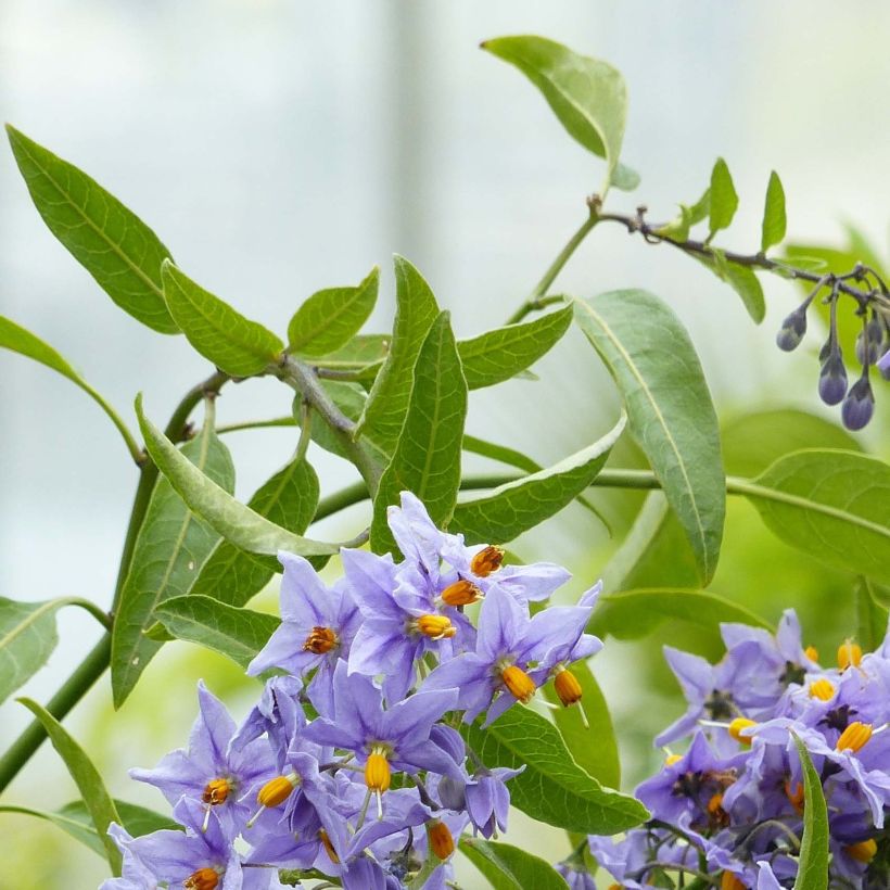 Solanum crispum Glasnevin (Follaje)