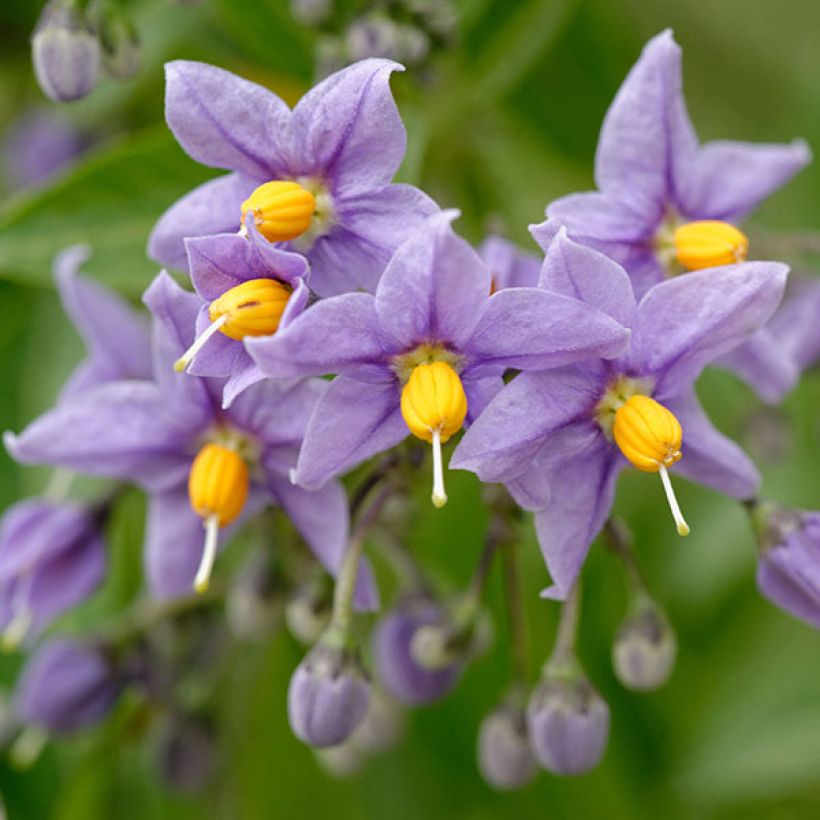 Solanum crispum Glasnevin (Floración)