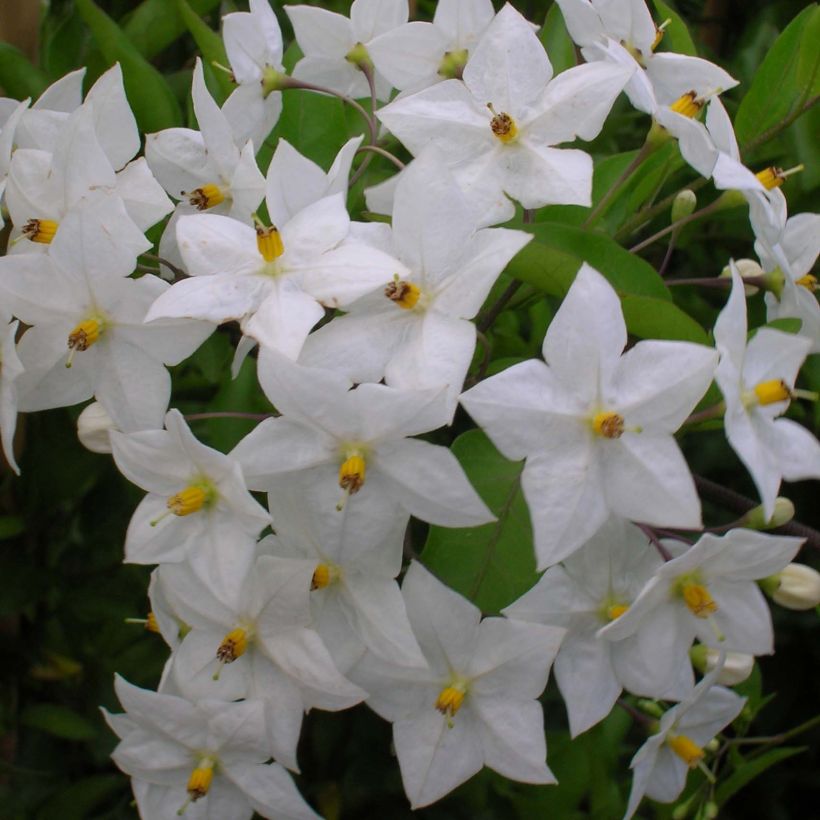 Solanum jasminoides Album - Falso Jazmín (Floración)