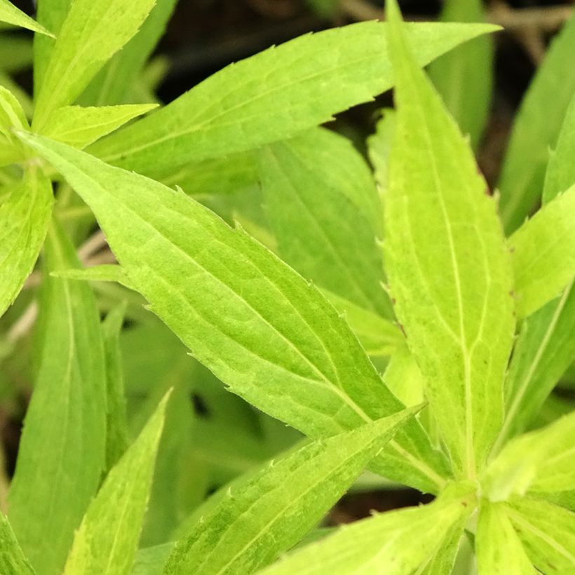 Solidago Golden Mosa - Vara de oro (Follaje)