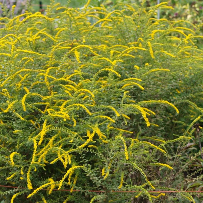 Solidago rugosa Fireworks (Floración)