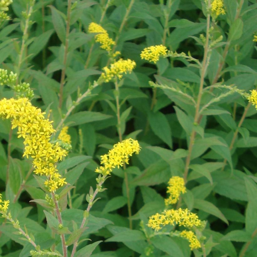 Solidago rugosa Fireworks (Follaje)