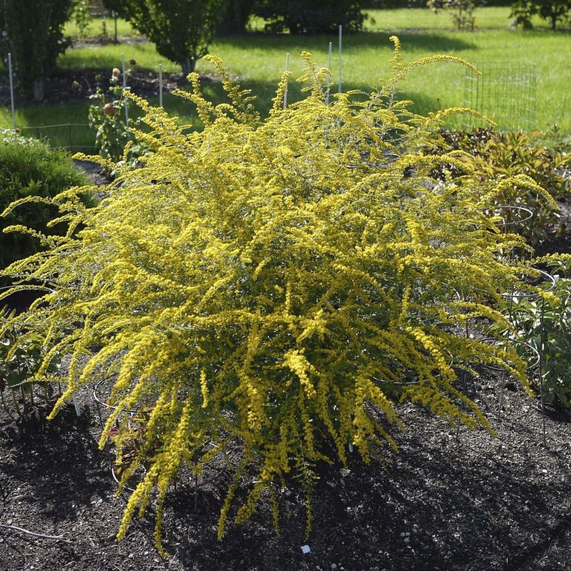 Solidago rugosa Fireworks (Porte)