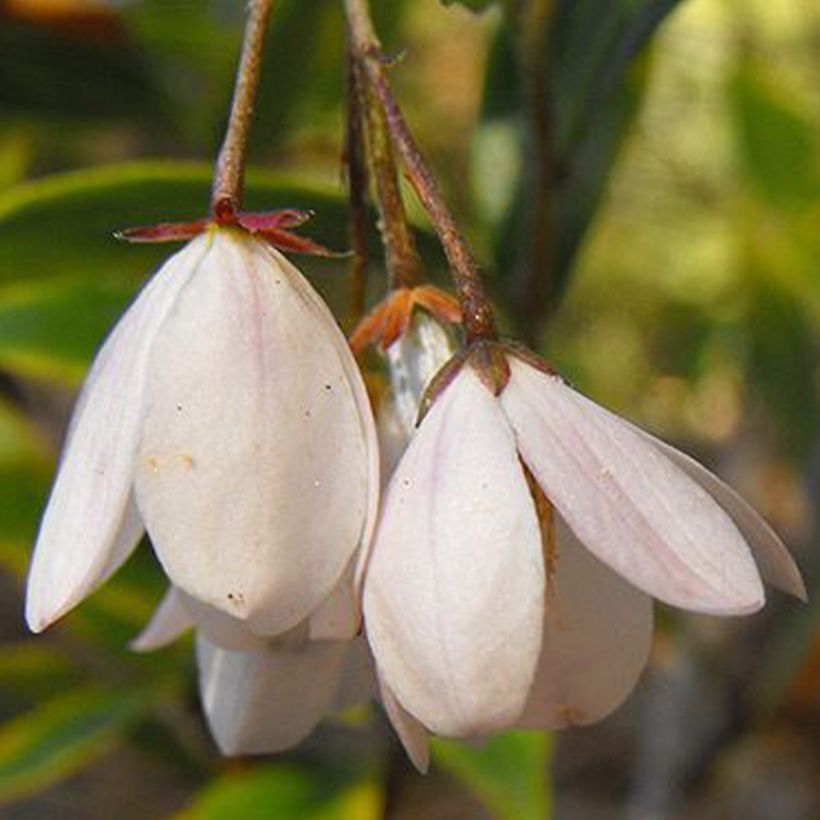 Sollya heterophylla Alba azul (Floración)