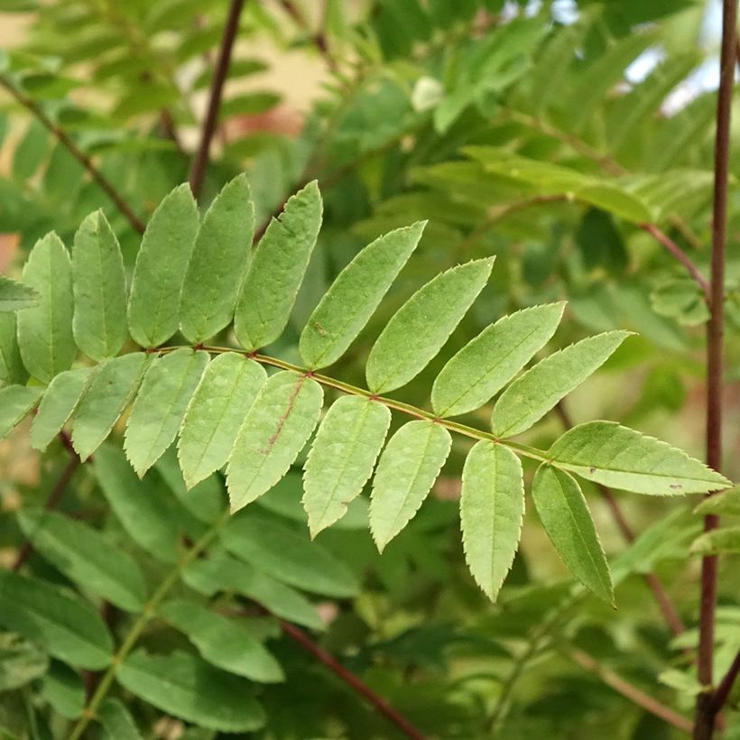 Sorbus arnoldiana Pink Veil - Serbal (Follaje)