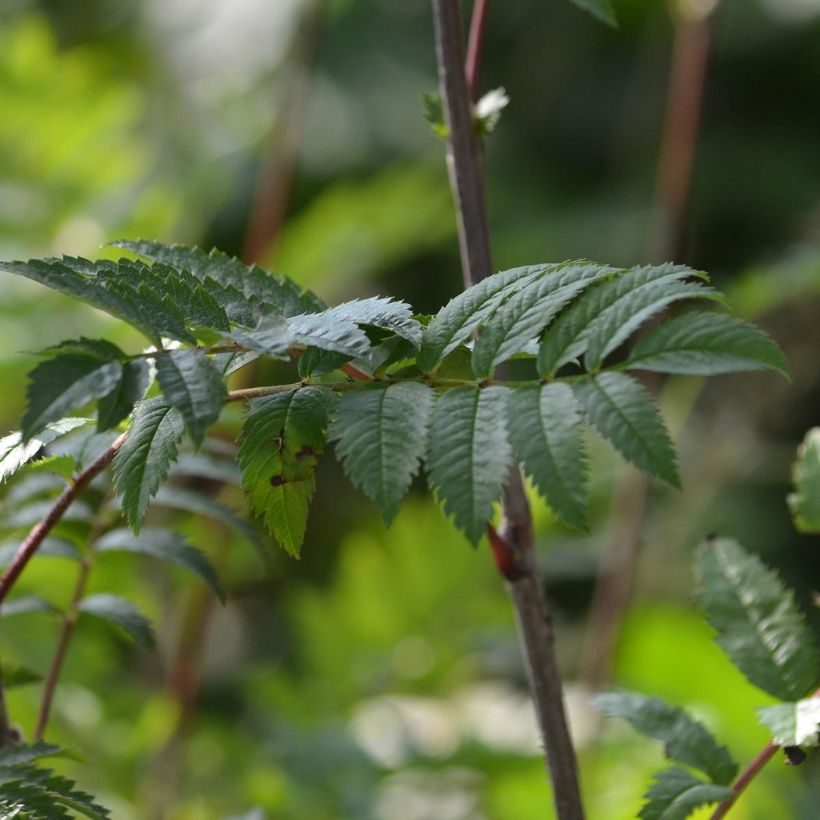 Sorbus aucuparia - Serbal de cazadores (Follaje)