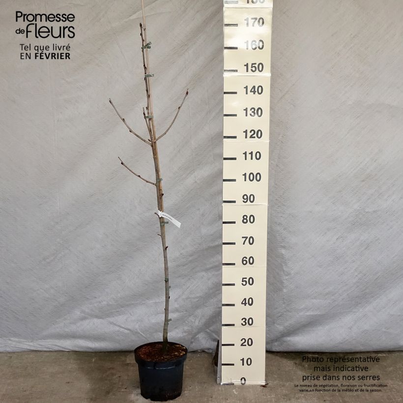 Sorbus scalaris - Sorbier à feuilles de fougère Pot de 7,5L/10L Ejemplar entregado en invierno