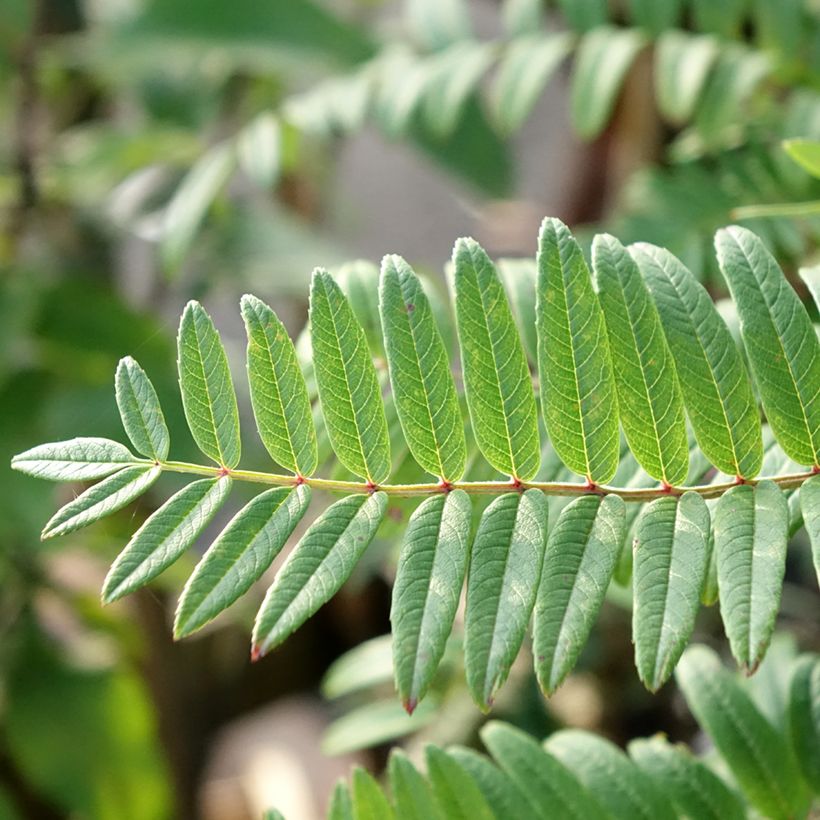 Sorbus scalaris - Serbal (Follaje)