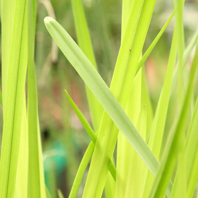 Sparganium erectum (Follaje)