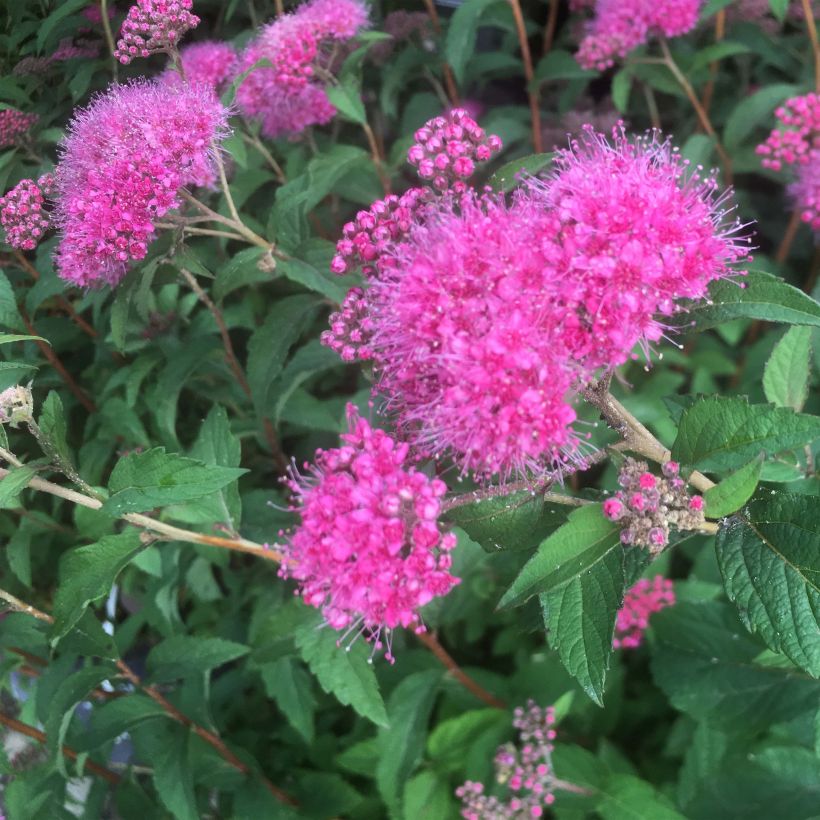 Espirea bumalda Superstar (Floración)