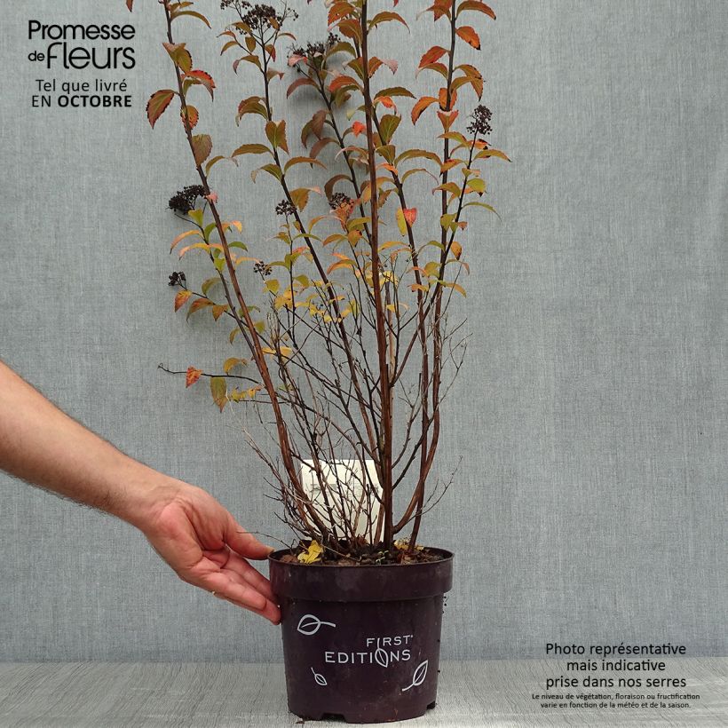 Ejemplar de Spiraea bumalda Superstar - Spirée japonaise Pot de 3L/4L entregado en otoño