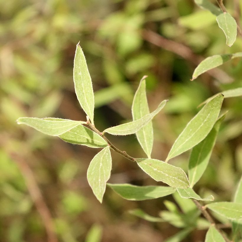 Espirea cinerea Graciosa (Follaje)