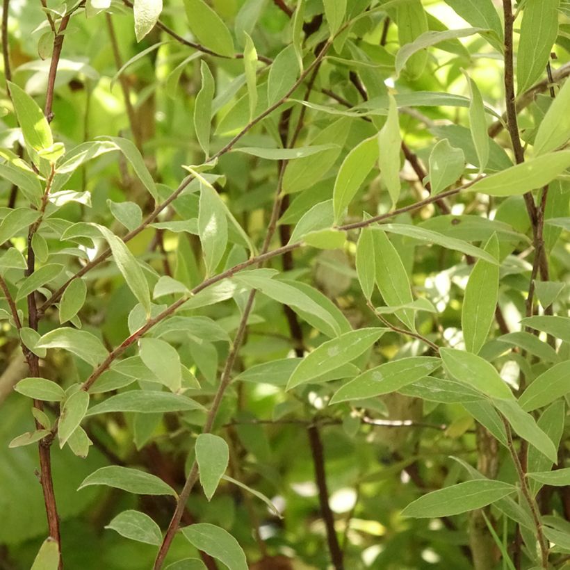 Espirea cinerea Grefsheim (Follaje)