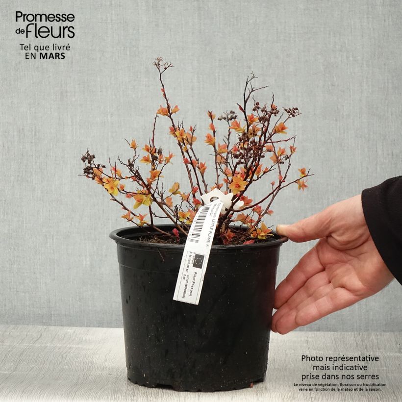 Spiraea japonica Little Flame Minspil04 - Spirée japonaise - Pot de 2L/3L Ejemplar entregado en la primavera