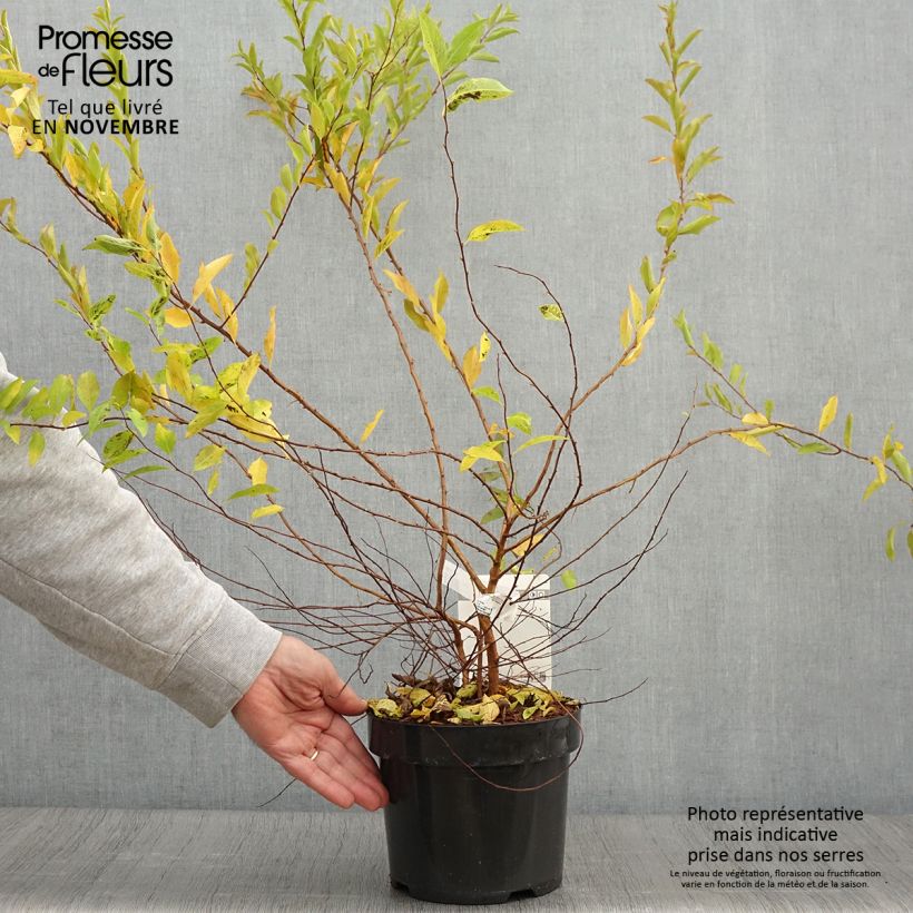 Ejemplar de Spiraea prunifolia Goldfire - Spirée à feuilles de prunier Pot de 3L/4L entregado en otoño