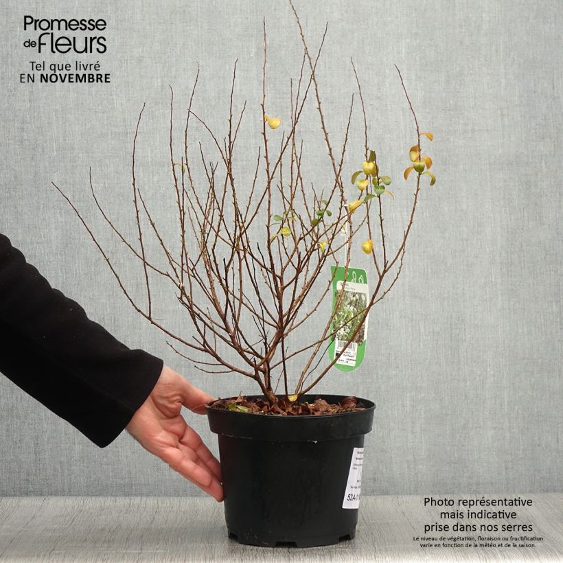 Ejemplar de Spiraea prunifolia Plena - Spirée blanche Pot de 2L/3L entregado en otoño