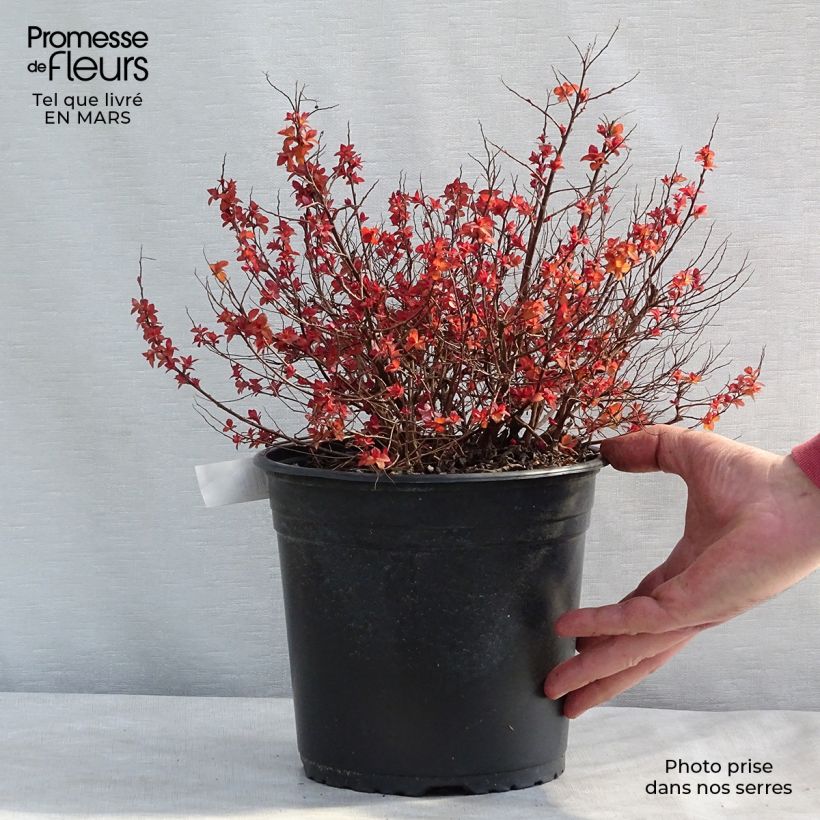 Spirée japonaise Zen'Spirit Caramel Pot de 3L/4L Ejemplar entregado en invierno