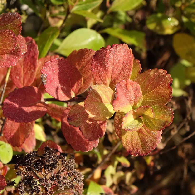 Espirea betulifolia Tor Gold (Follaje)