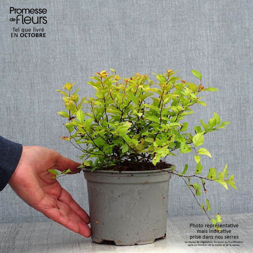 Ejemplar de Spirée dorée - Spiraea japonica Candelight en pot de 2L/3L entregado en otoño