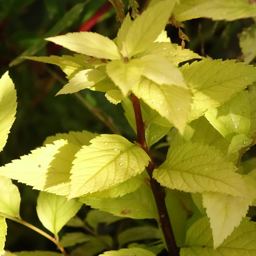 Espirea japonica Candlelight - Espirea del Japón (Follaje)