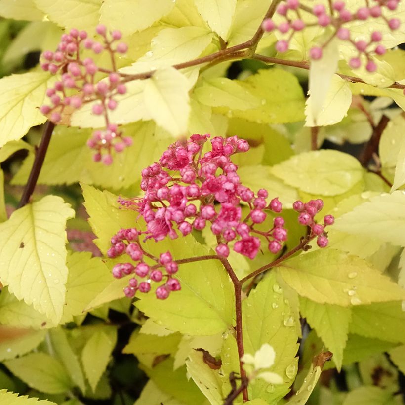 Espirea japonica Candlelight - Espirea del Japón (Floración)