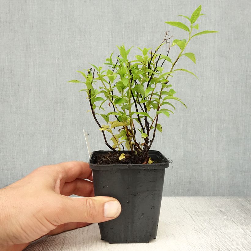 Espirea japonica Albiflora - Espirea del Japón Maceta de 8/9 cm Ejemplar entregado en la primavera