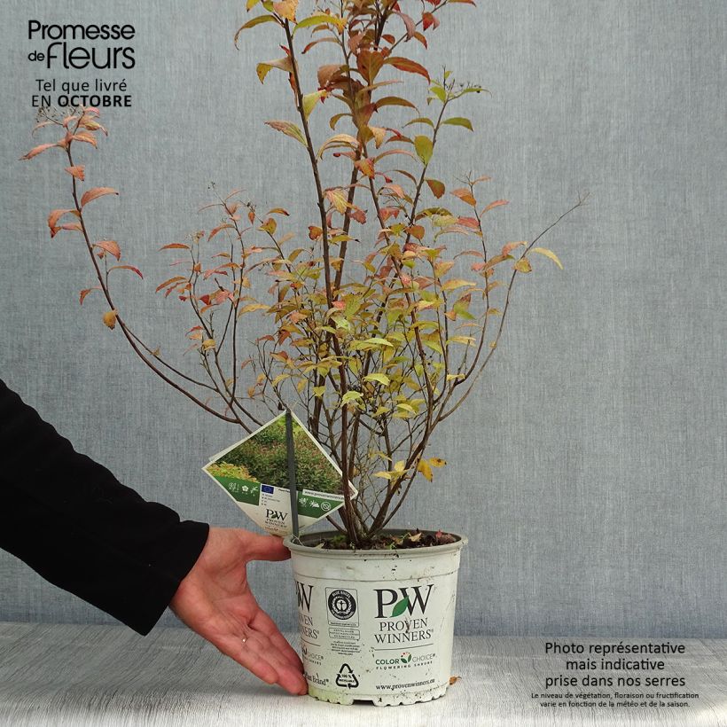 Ejemplar de Spirée japonaise Double Play Artist - Spiraea japonica Pot de 2L/3L entregado en otoño