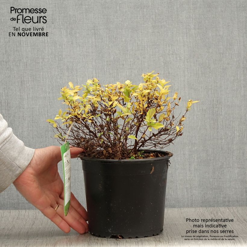 Ejemplar de Spirée japonaise Golden Princess - Spiraea japonica Pot de 2L/3L entregado en otoño