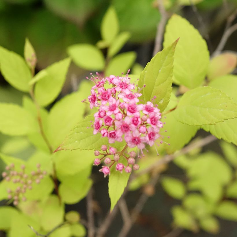 Espirea japonica Goldmound - Espirea del Japón (Floración)