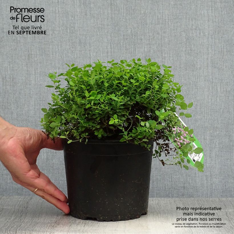 Ejemplar de Spir?e japonaise Little Princess en pot de 2L/3L - Spiraea japonica entregado en otoño