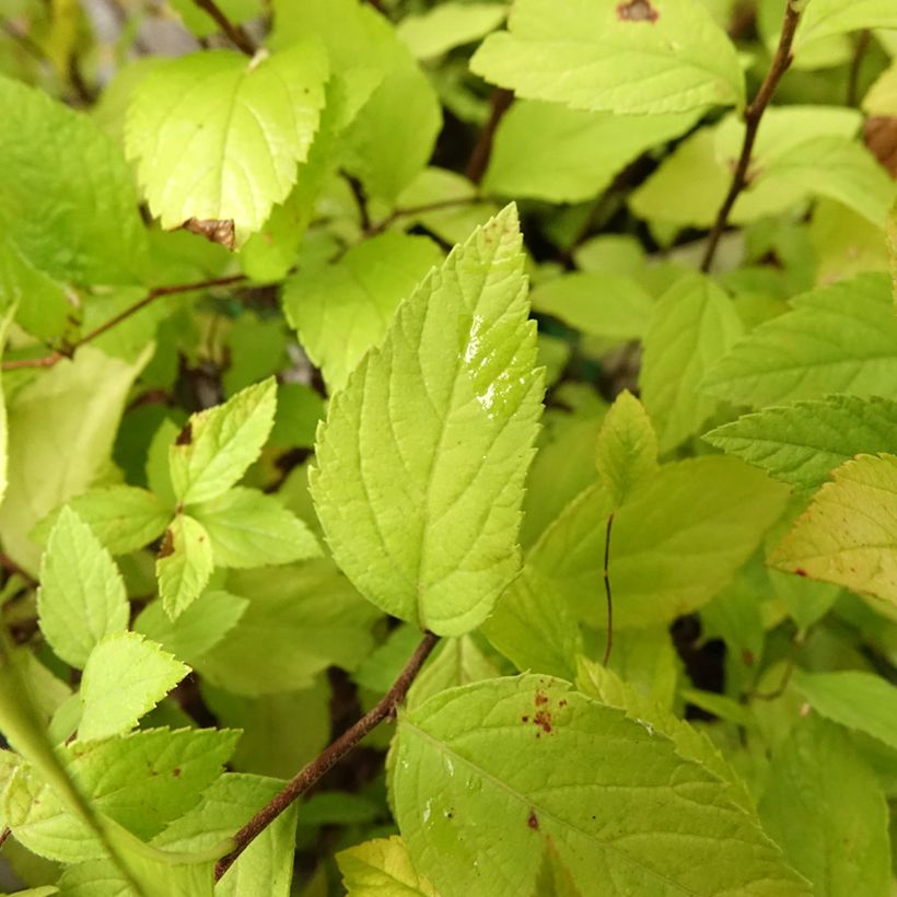 Espirea japonica Little Princess - Espirea del Japón (Follaje)