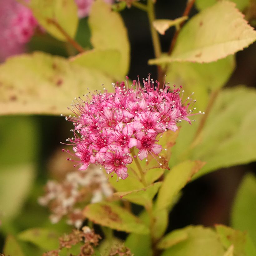 Espirea japonica Little Princess - Espirea del Japón (Floración)