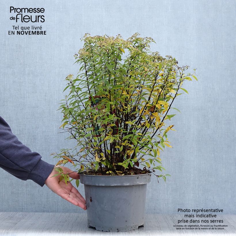 Ejemplar de Spirée japonaise Shirobana - Spiraea japonica en pot de 7,5L/10L entregado en otoño