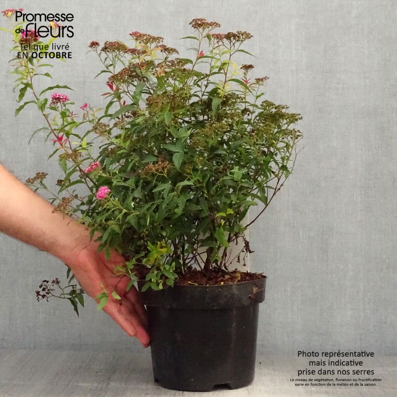 Ejemplar de Spirée japonaise - Spiraea japonica Dart's Red en pot de 4L/5L entregado en otoño