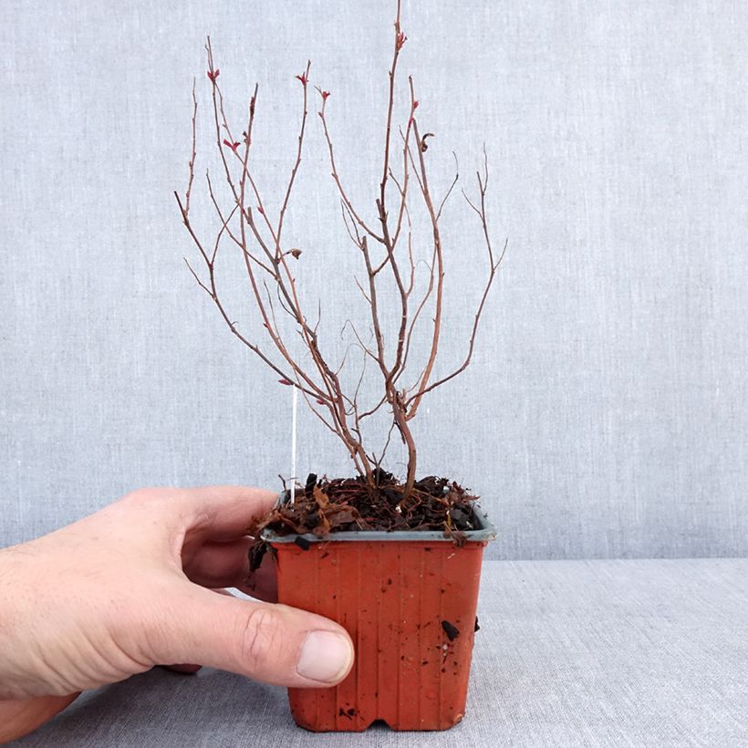 Espirea japonica Darts Red - Espirea del Japón Maceta de 8/9 cm Ejemplar entregado en invierno