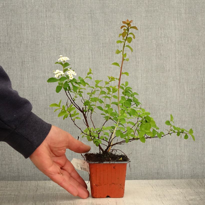 Espirea nipponica Halwards Silver Ejemplar entregado en la primavera