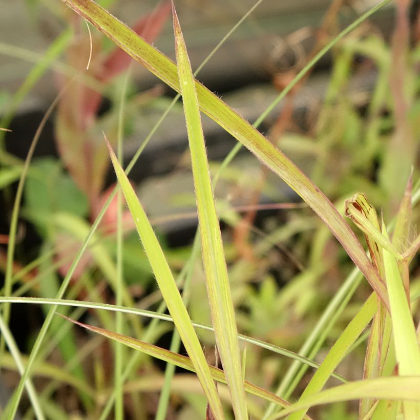 Spodiopogon sibiricus (Follaje)