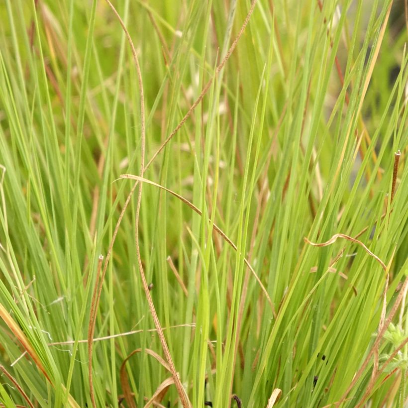 Sporobolus heterolepis Wisconsin Strain (Follaje)