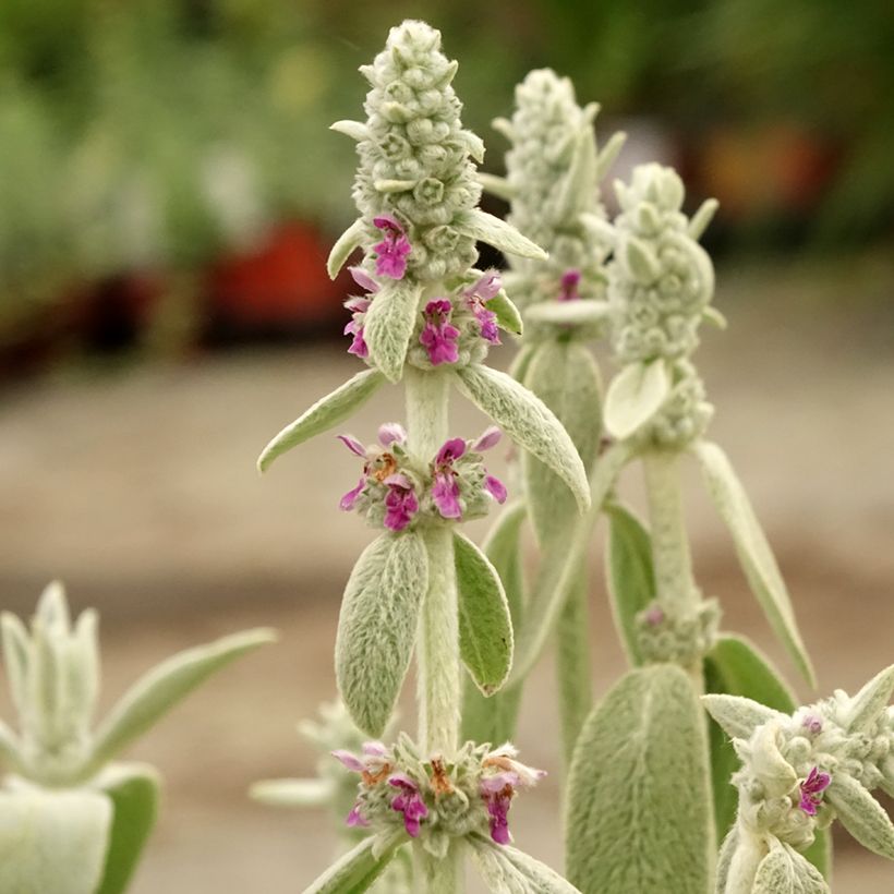 Stachys byzantina Big Ears - Oreja de liebre (Floración)