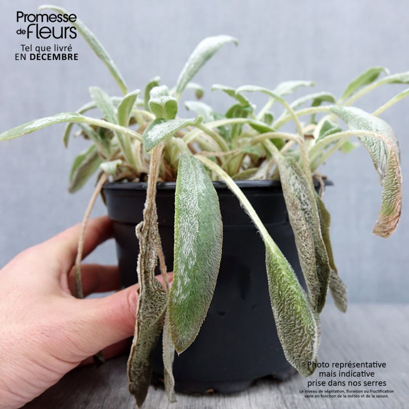 Ejemplar de Stachys byzantina - Oreilles d'ours en pot de 2/3 litres entregado en otoño